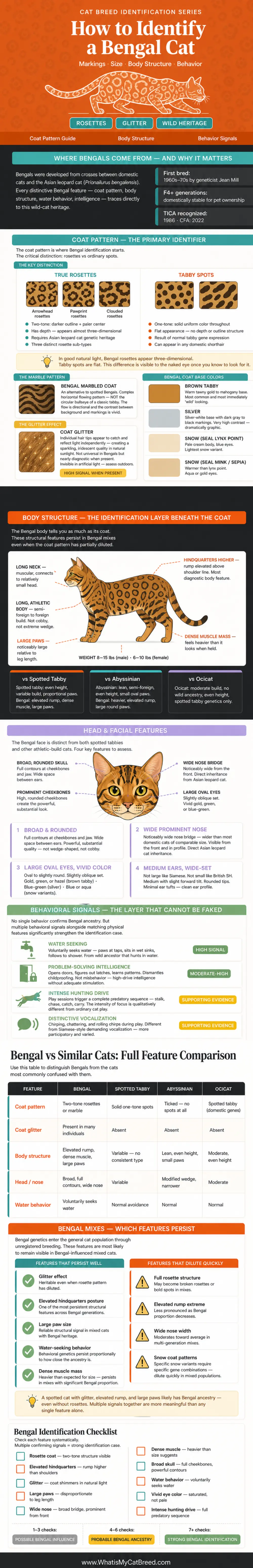 Identification of bengal cat breed - an infographic