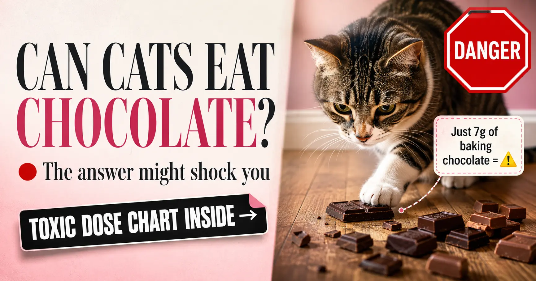 Cat chocolate toxicity calculator illustration showing theobromine danger zones across milk, dark, and baking chocolate